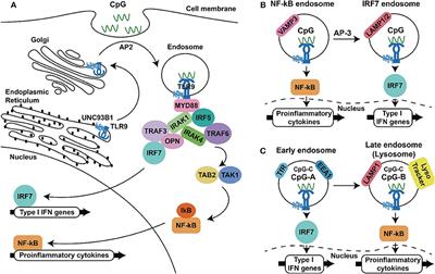 Adjuvant Effect of Toll-Like Receptor 9 Activation on Cancer Immunotherapy Using Checkpoint Blockade